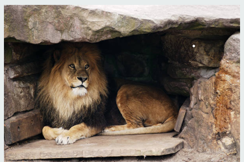 Bullish Seriti enters the lion’s den